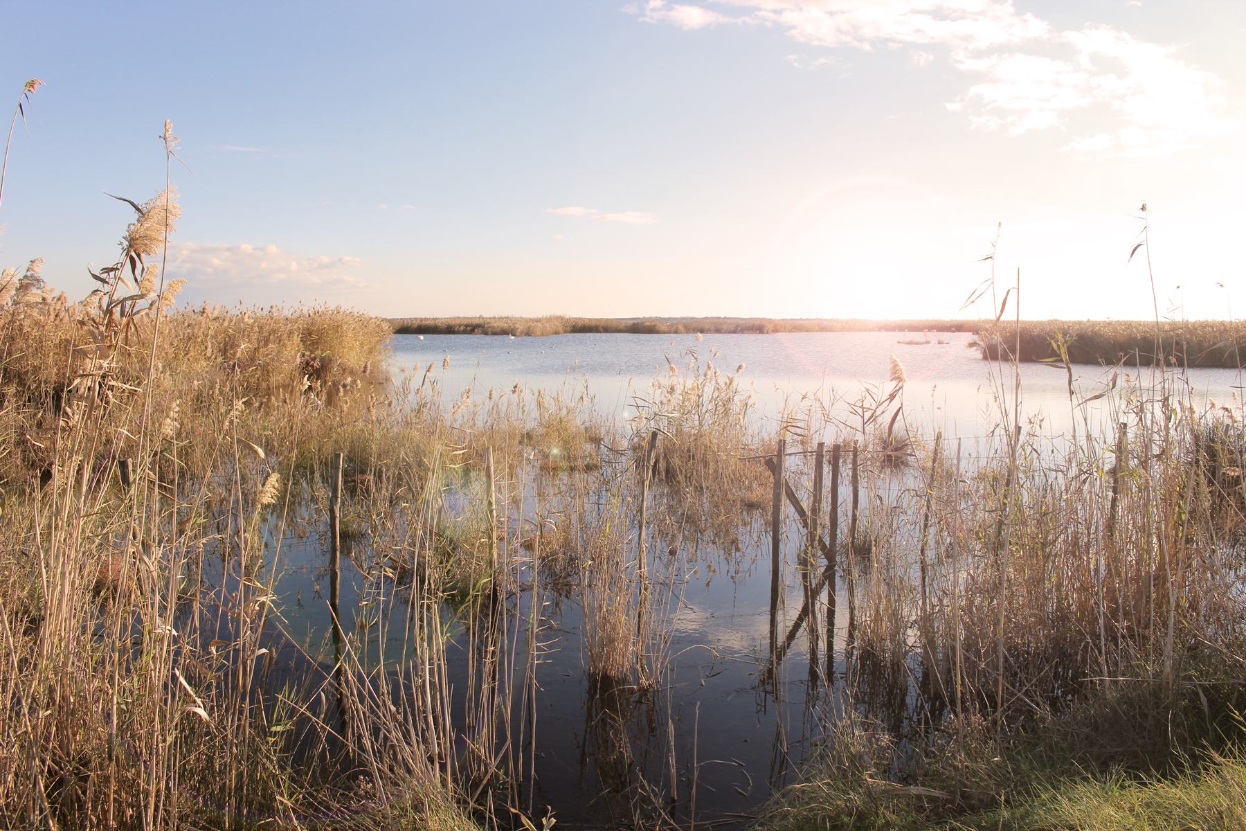 Etang Mauguio